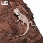 Baby Zero Bearded Dragon #3 (4-5″) - Image 4