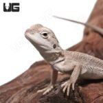 Baby Zero Bearded Dragon #3 (4-5″) - Image 2