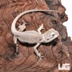 Baby Zero Bearded Dragon #3 (4-5″)