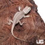 Baby Zero Bearded Dragon #3 (4-5″) - Image 3