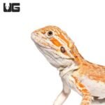 Cinnamon Toast Bearded Dragon