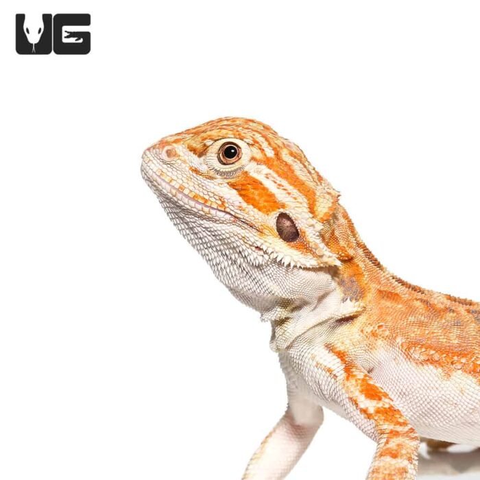 Cinnamon Toast Bearded Dragon - Image 1