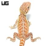 Cinnamon Toast Bearded Dragon - Image 2