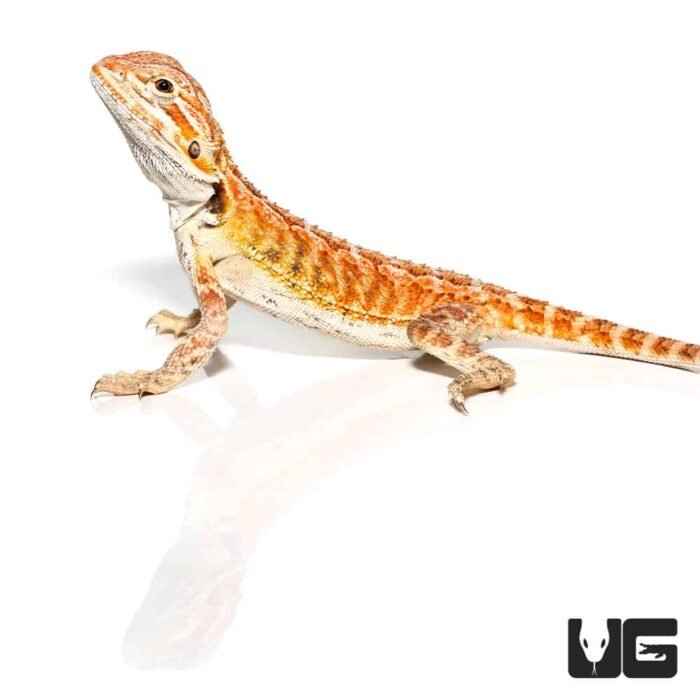 Cinnamon Toast Bearded Dragon - Image 3