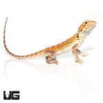 Cinnamon Toast Bearded Dragon - Image 4