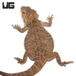 Adult Bearded Dragon - Image 2