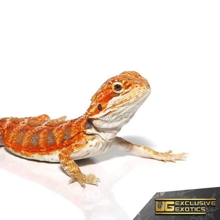 Baby Flaming Hot Blue Bar Bearded Dragon - Image 2