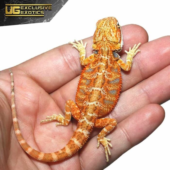Baby Flaming Hot Blue Bar Bearded Dragon - Image 3