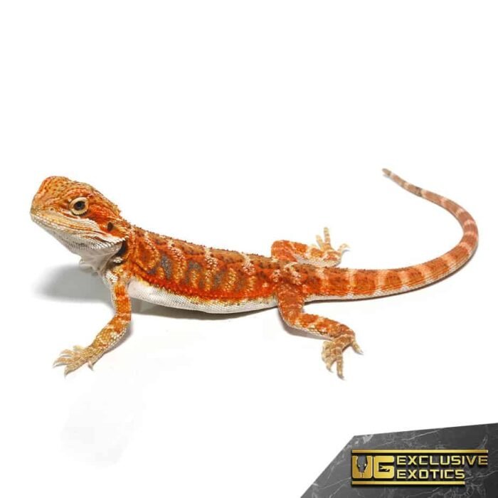 Baby Flaming Hot Blue Bar Bearded Dragon - Image 4