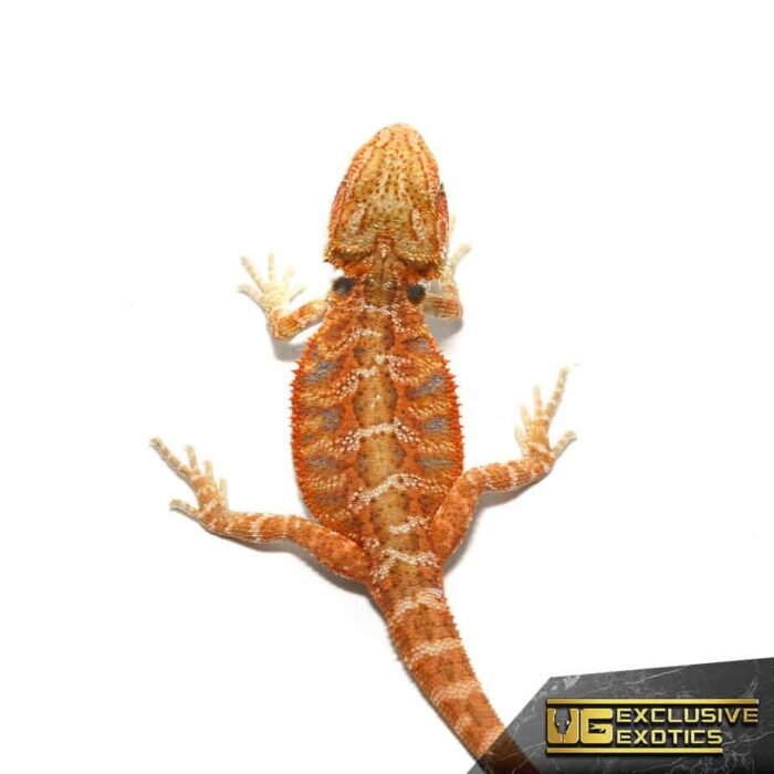 Baby Flaming Hot Blue Bar Bearded Dragon - Image 1