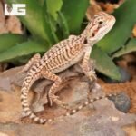 Baby Genetic Stripe Leatherback Bearded Dragon (4 – 5″)