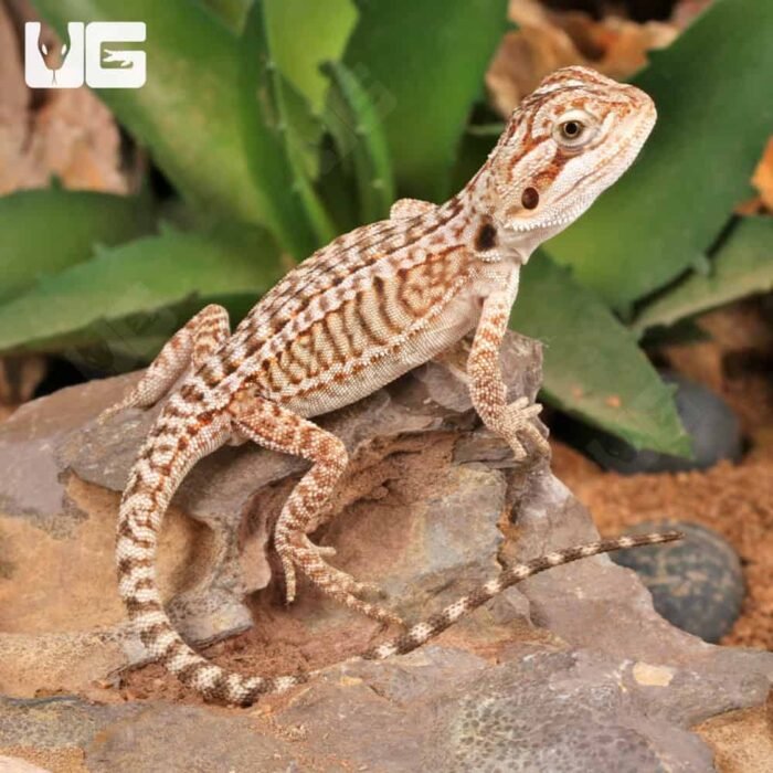 Baby Genetic Stripe Leatherback Bearded Dragon (4 – 5″) - Image 1