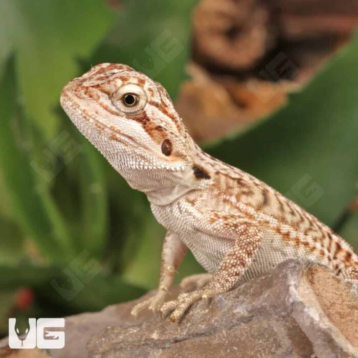 Baby Genetic Stripe Leatherback Bearded Dragon (4 – 5″) - Image 2