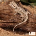 Baby Genetic Stripe Leatherback Bearded Dragon (4 – 5″) - Image 3