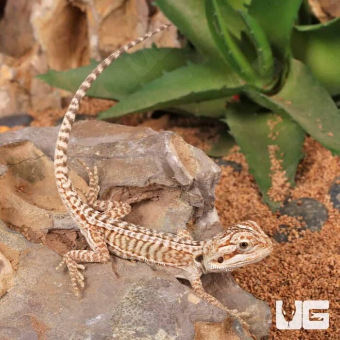 Baby Genetic Stripe Leatherback Bearded Dragon (4 – 5″) - Image 4