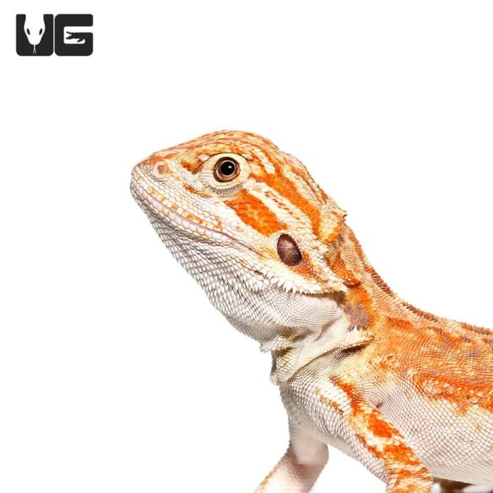 Baby Golden Graham Bearded Dragon - Image 1
