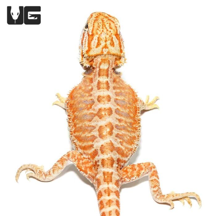 Baby Golden Graham Bearded Dragon - Image 2