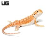 Baby Golden Graham Bearded Dragon - Image 3
