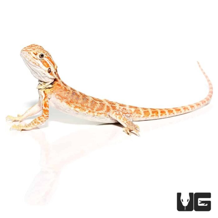 Baby Golden Graham Bearded Dragon - Image 4