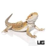 8 – 10 Inch Hypo Blue Bar Dunner Bearded Dragon - Image 2
