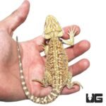 8 – 10 Inch Hypo Blue Bar Dunner Bearded Dragon