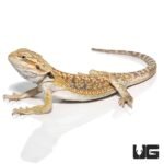 8 – 10 Inch Hypo Blue Bar Dunner Bearded Dragon - Image 3