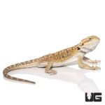 8 – 10 Inch Hypo Blue Bar Dunner Bearded Dragon - Image 4