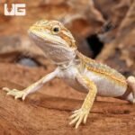 Hypo Dunner Bearded Dragon - Image 2