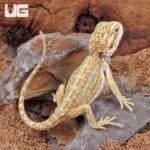 Hypo Dunner Bearded Dragon