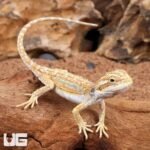 Hypo Dunner Bearded Dragon - Image 4