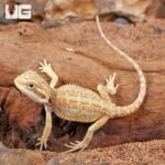 Hypo Dunner Bearded Dragon - Image 3