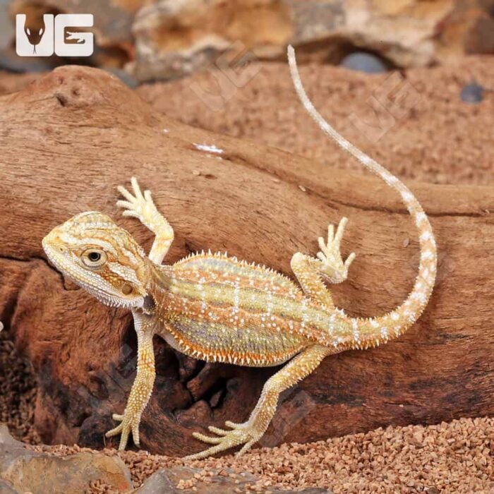 Hypo Dunner Bearded Dragon - Image 3
