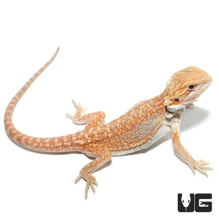 8-10 Inch Hypo Inferno Blue Bar Dunner Bearded Dragon - Image 1