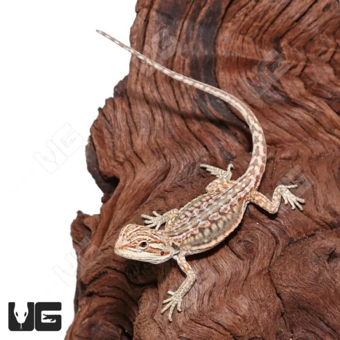 Hypo Inferno Leatherback Dunner Bearded Dragon - Image 2