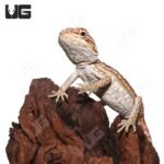 Hypo Inferno Leatherback Dunner Bearded Dragon - Image 4