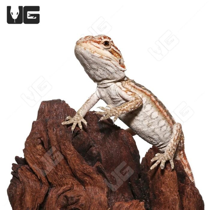 Hypo Inferno Leatherback Dunner Bearded Dragon - Image 4