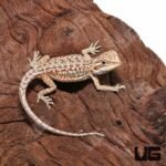 Hypo Inferno Leatherback Dunner Bearded Dragon