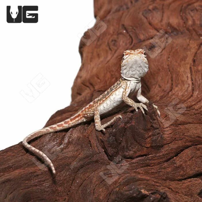 Hypo Inferno Leatherback Dunner Bearded Dragon - Image 3