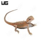 Baby Hypo Translucent Dunner Bearded Dragon (4-5″) - Image 4