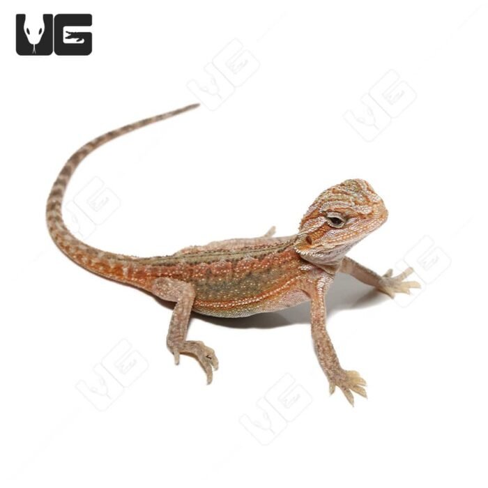 Baby Hypo Translucent Dunner Bearded Dragon (4-5″) - Image 4