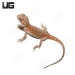 Baby Hypo Translucent Dunner Bearded Dragon (4-5″) - Image 2