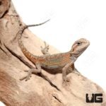 Baby Hypo Translucent Dunner Bearded Dragon (4-5″)