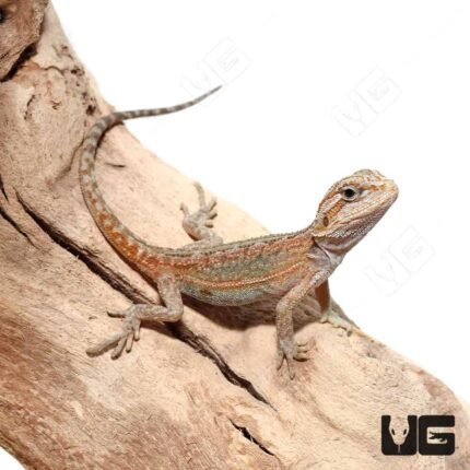 Baby Hypo Translucent Dunner Bearded Dragon (4-5″)