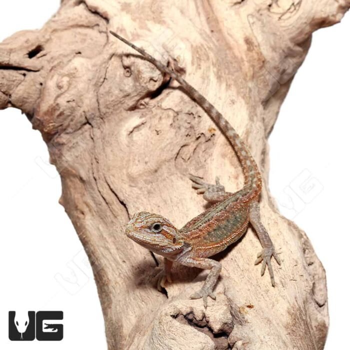 Baby Hypo Translucent Dunner Bearded Dragon (4-5″) - Image 3