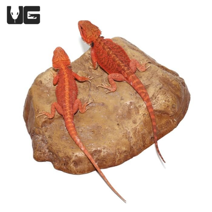 Inferno Bearded Dragon - Image 7