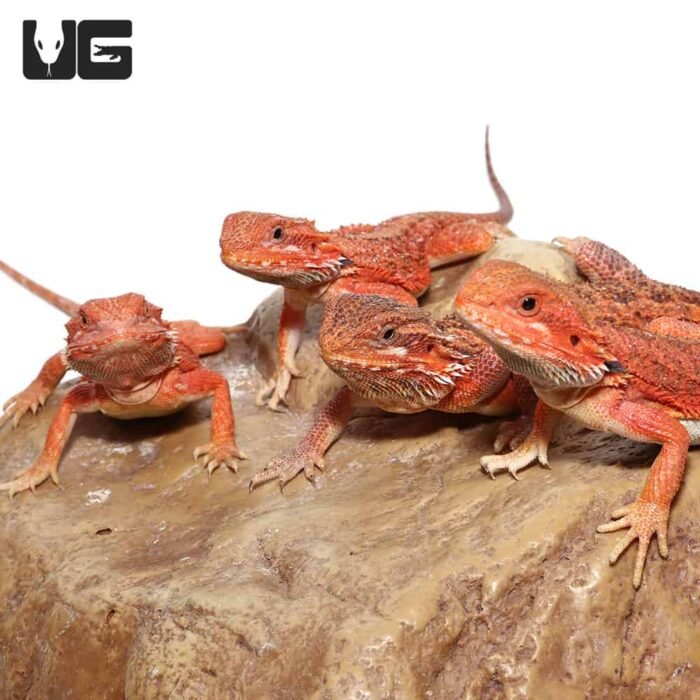 Inferno Bearded Dragon - Image 6