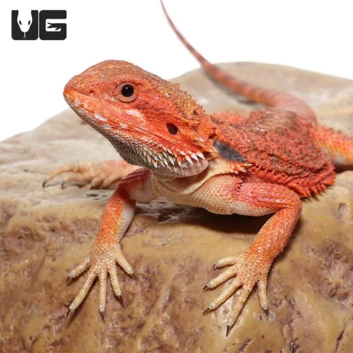 Inferno Bearded Dragon - Image 5