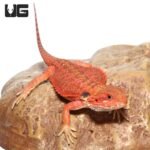 Inferno Bearded Dragon