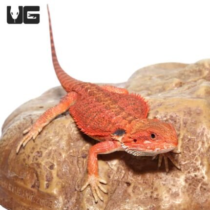 Inferno Bearded Dragon