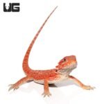 Inferno Bearded Dragon - Image 3